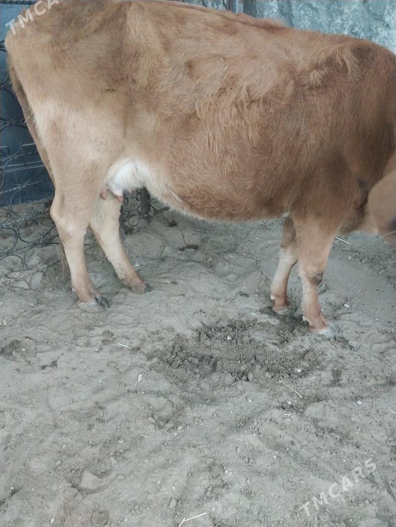 Sygyr - Balkanabat - img 6