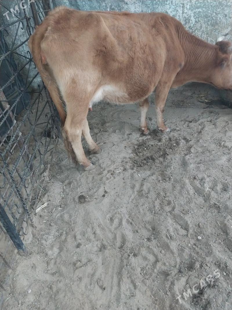 Sygyr - Balkanabat - img 3