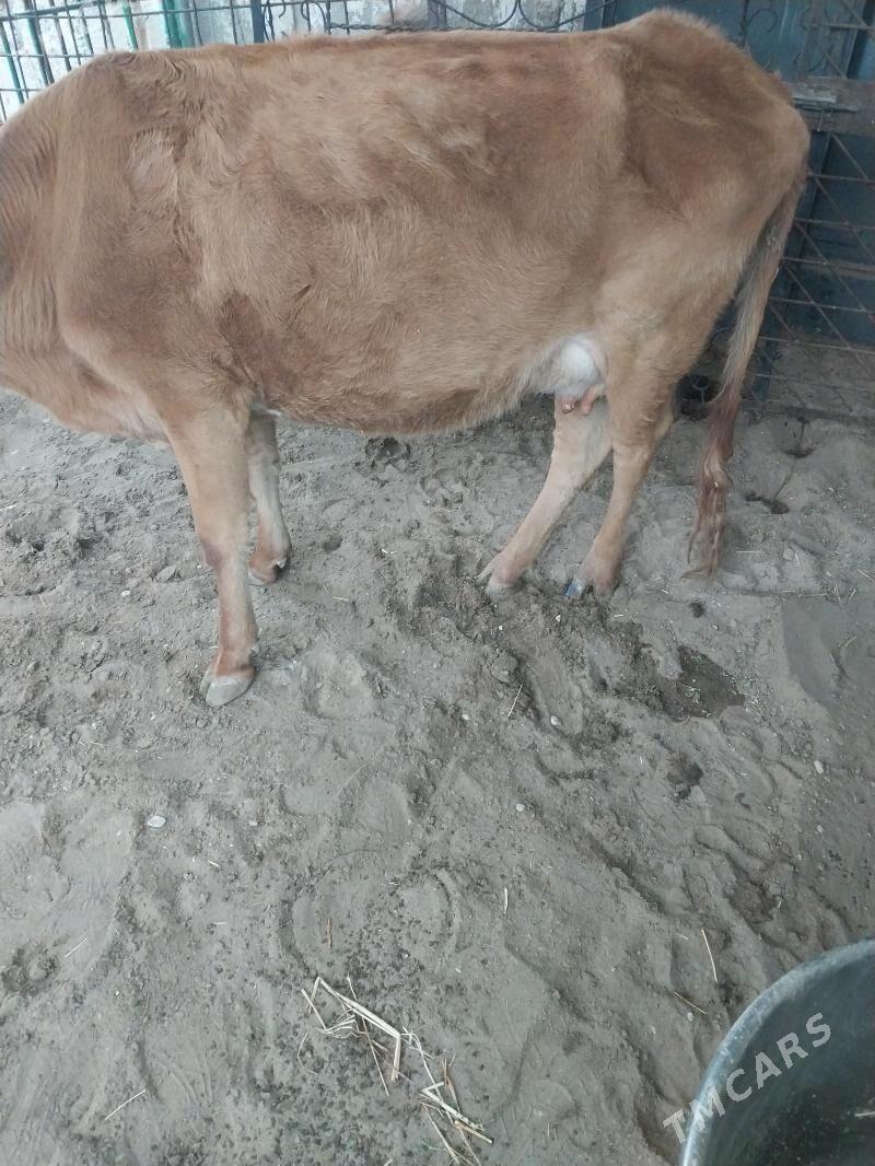 Sygyr - Balkanabat - img 7