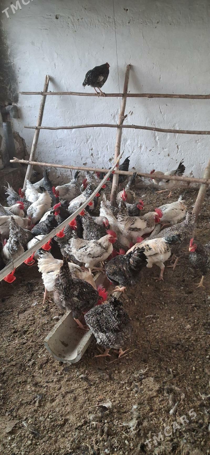 horoz - Magtymguly - img 2