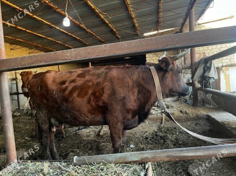 Goleli sygyr - Wekilbazar - img 4