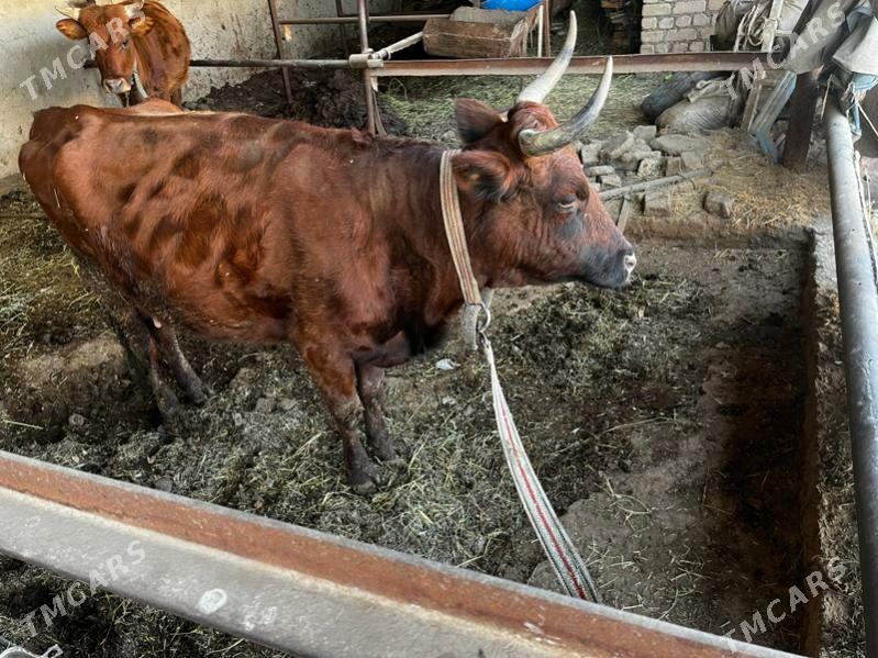 Goleli sygyr - Wekilbazar - img 2