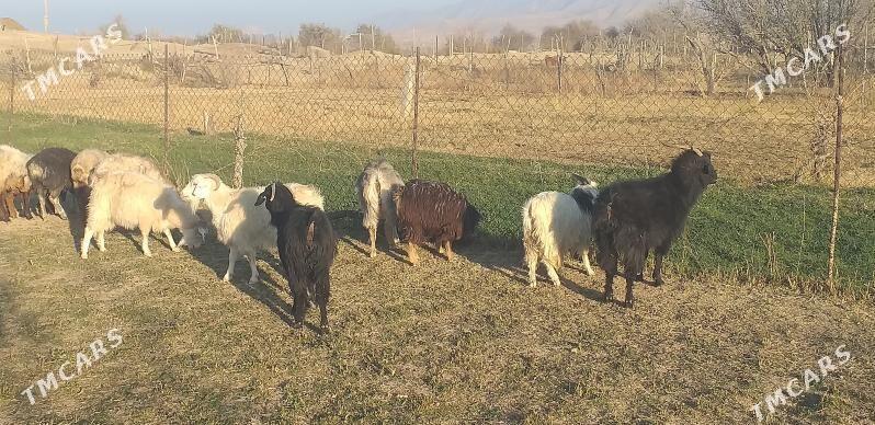 geçi çebiş - Гызыларбат - img 2