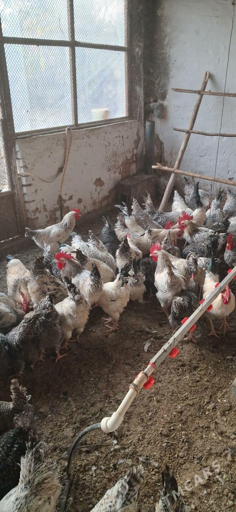 horoz - Magtymguly - img 3