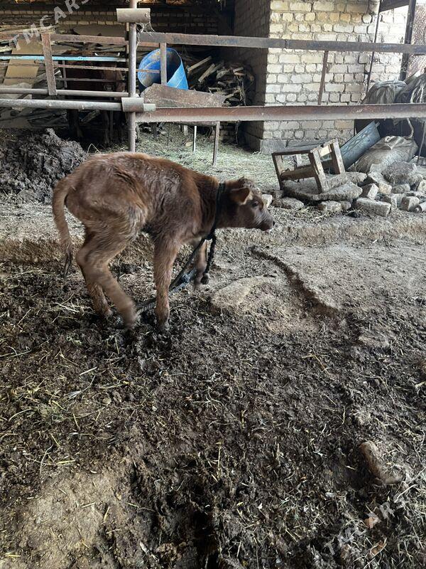 Goleli sygyr - Wekilbazar - img 3