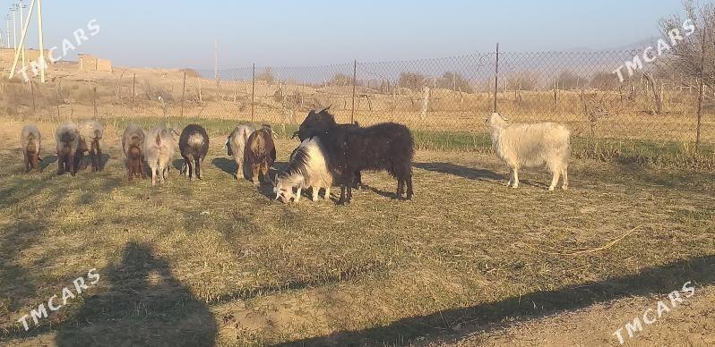 geçi çebiş - Гызыларбат - img 3