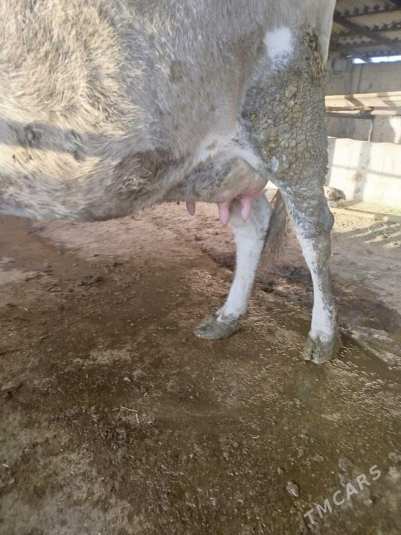 goleli sygyr - Bäherden - img 1