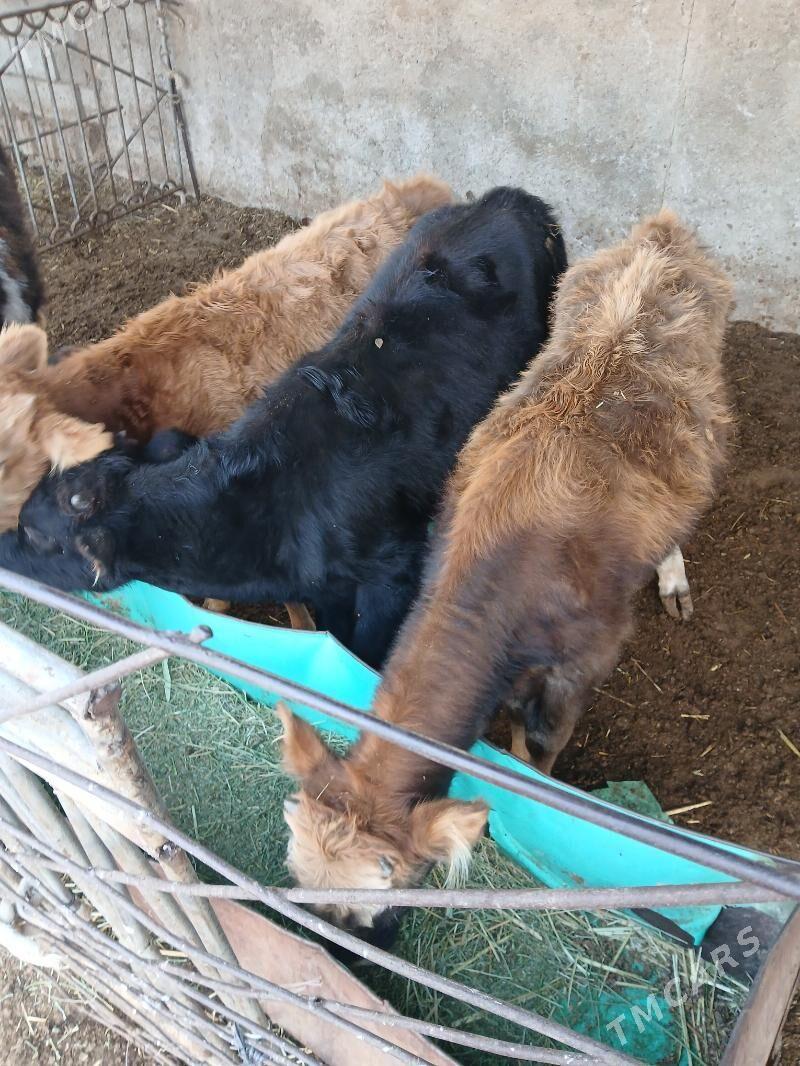 окуз гачарлар - Балканабат - img 3