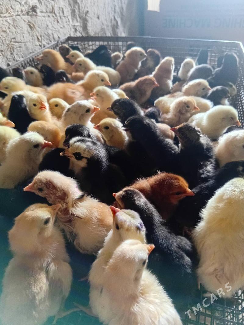 towuk juyje жуже - Şabat etr. - img 2