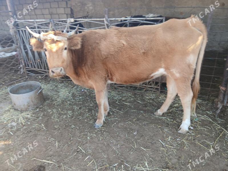 окуз гачарлар - Балканабат - img 5