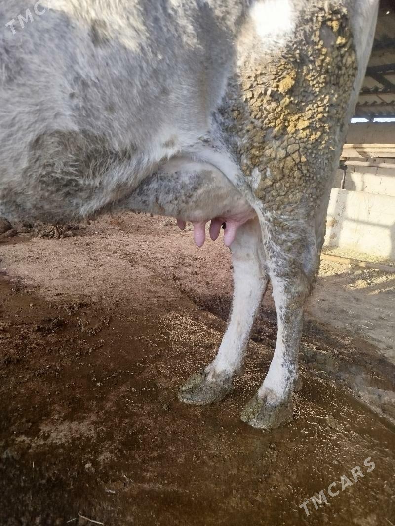 goleli sygyr - Bäherden - img 2