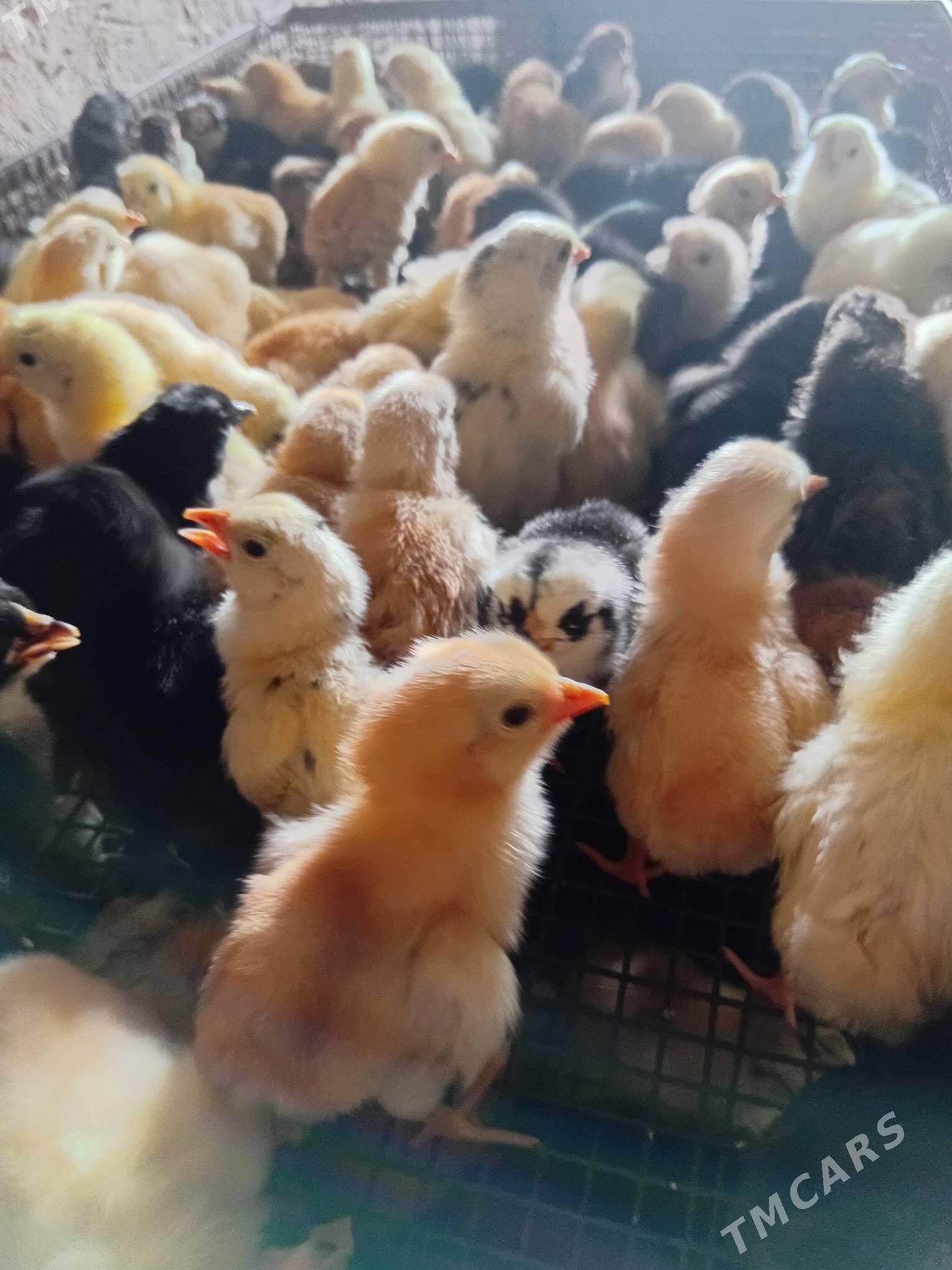 towuk juyje жуже - Şabat etr. - img 1