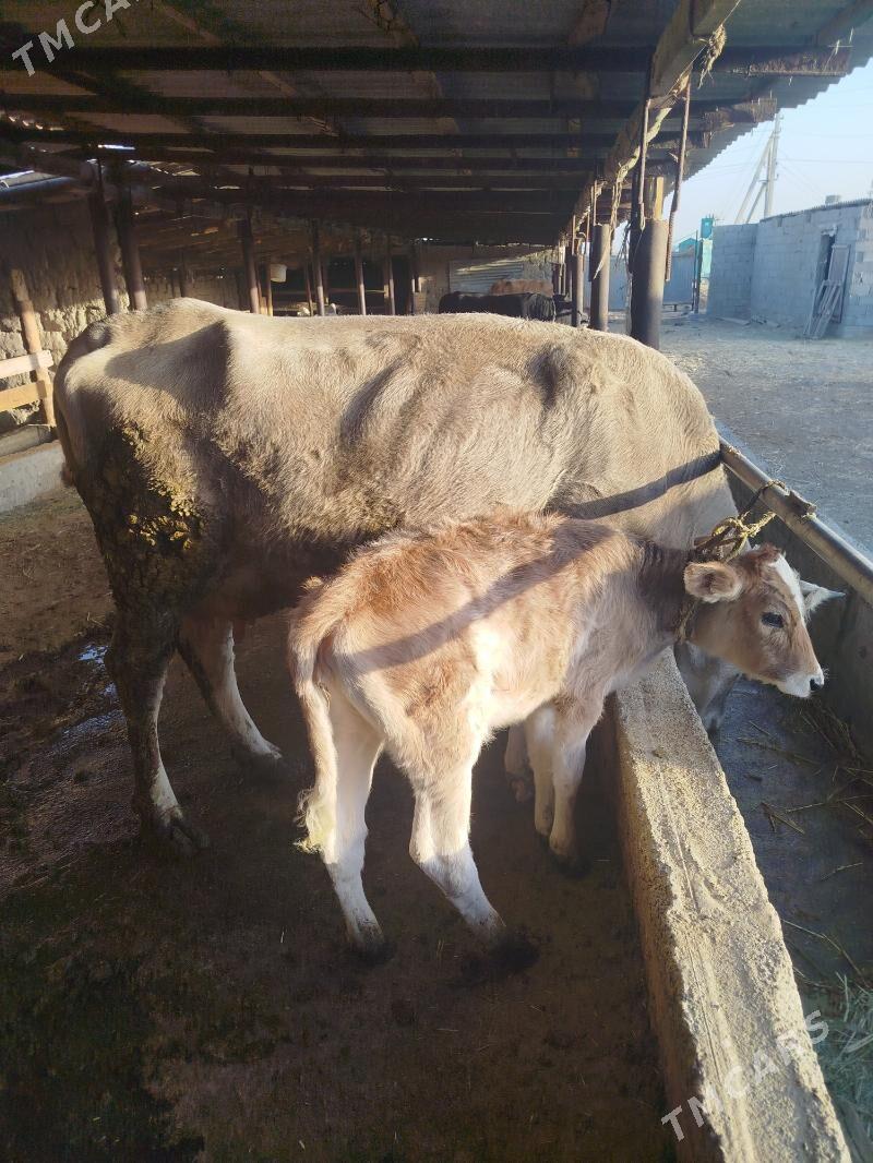 goleli sygyr - Bäherden - img 3