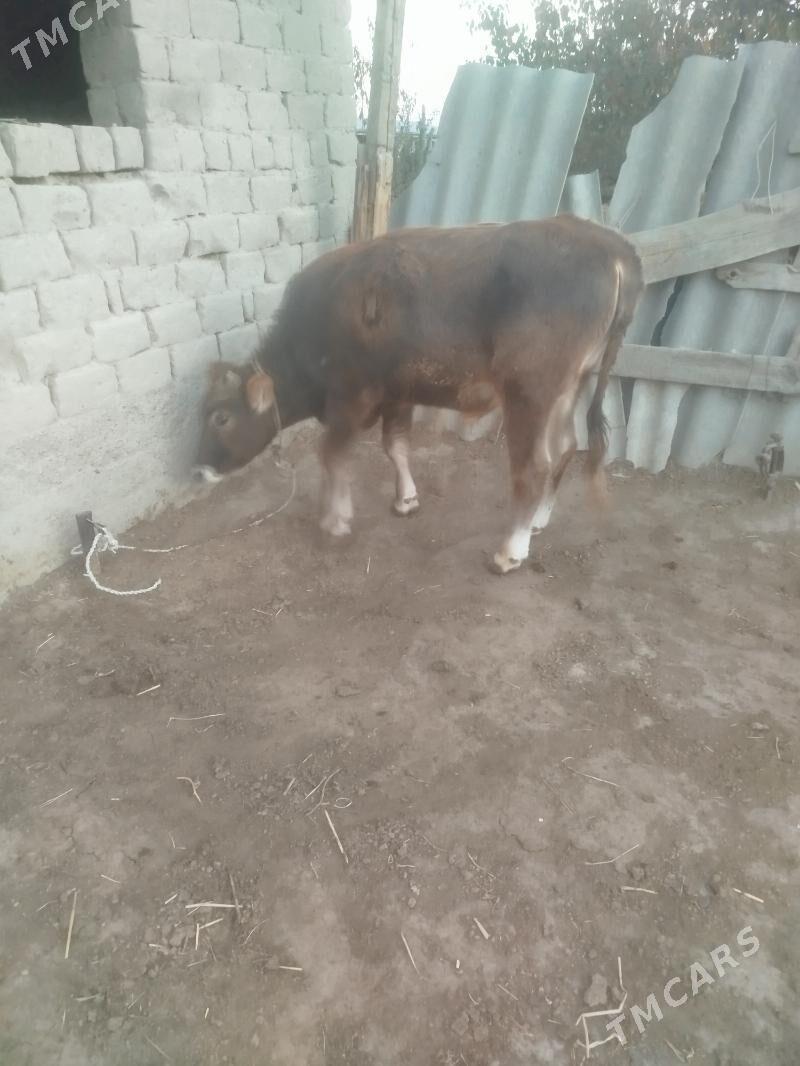 okuz - Бахарден - img 1