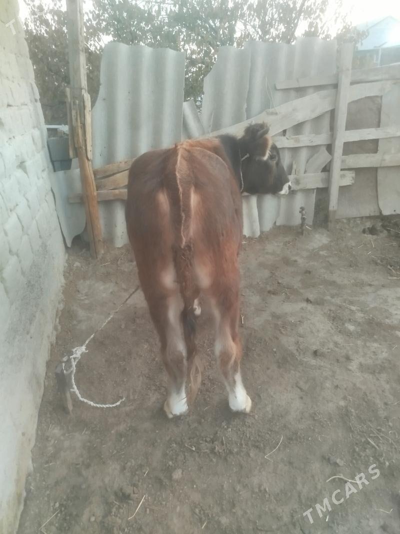 okuz - Бахарден - img 3