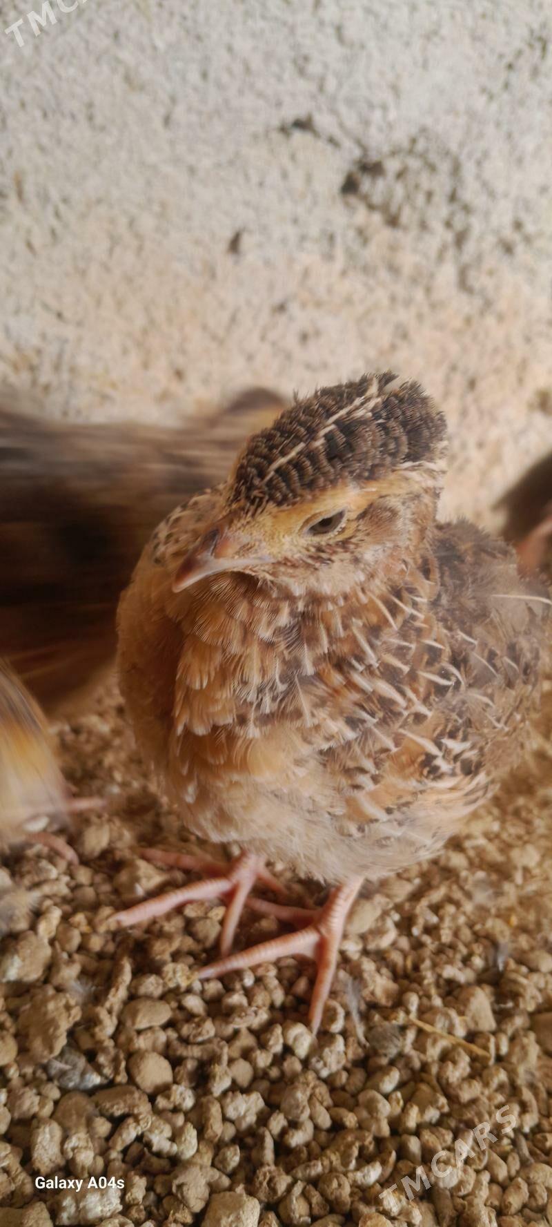 Bedene - Гёкдепе - img 2