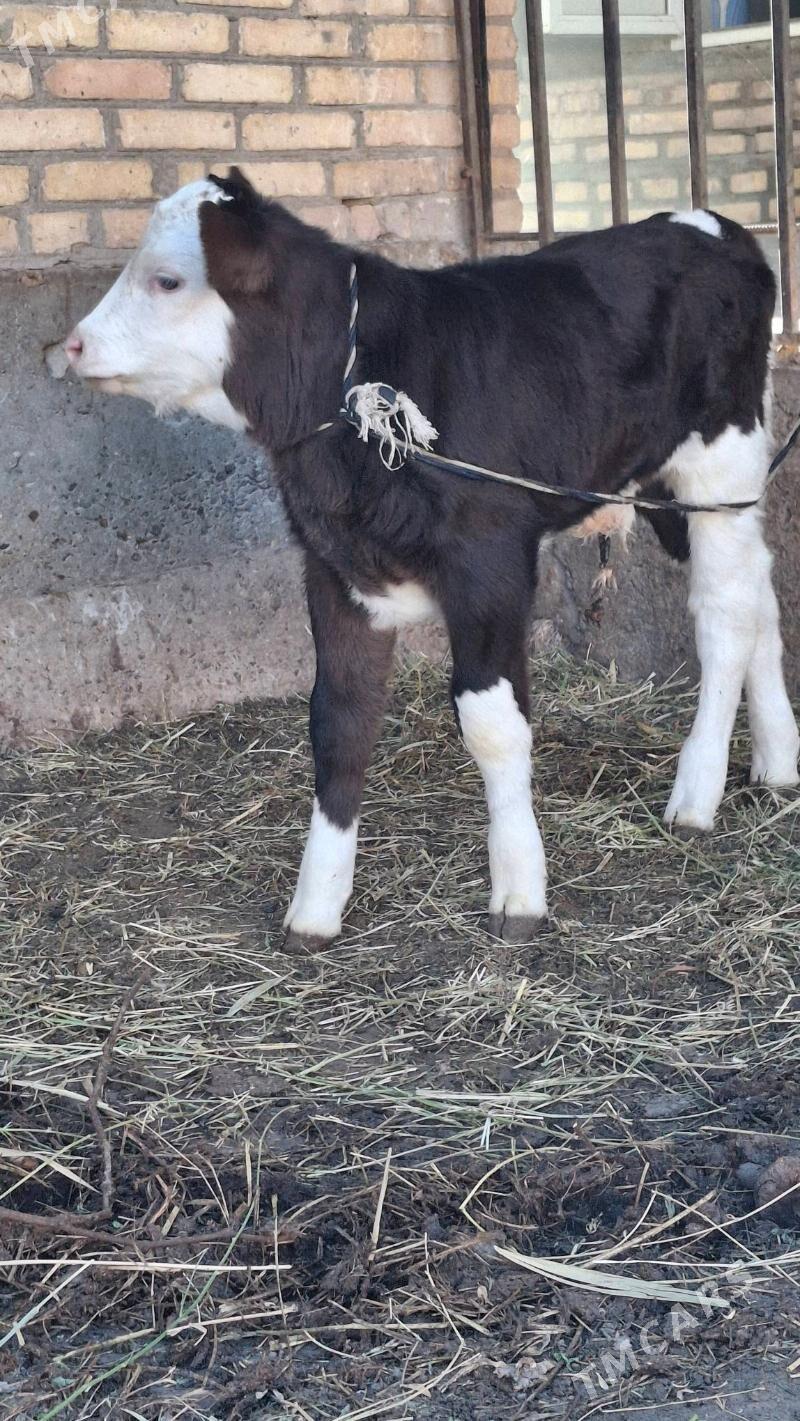 smental saglyk sygyr - Чарджоу - img 2