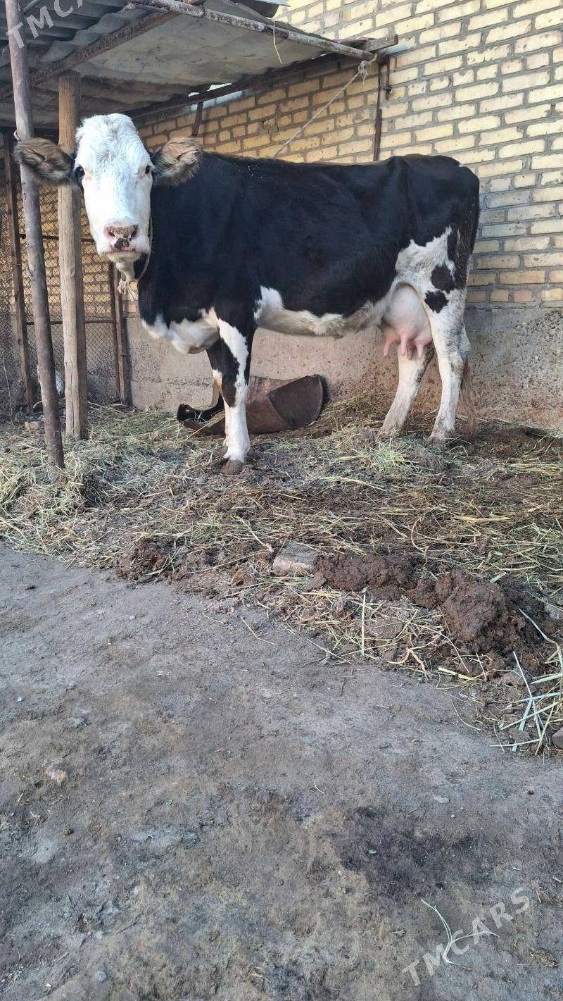 smental saglyk sygyr - Чарджоу - img 5