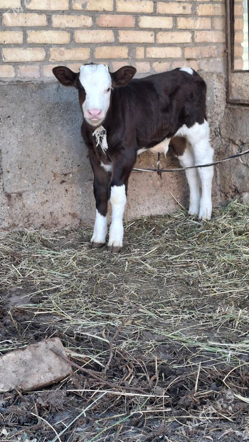 smental saglyk sygyr - Чарджоу - img 3