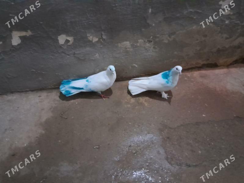 kepderi. - Гызыларбат - img 4