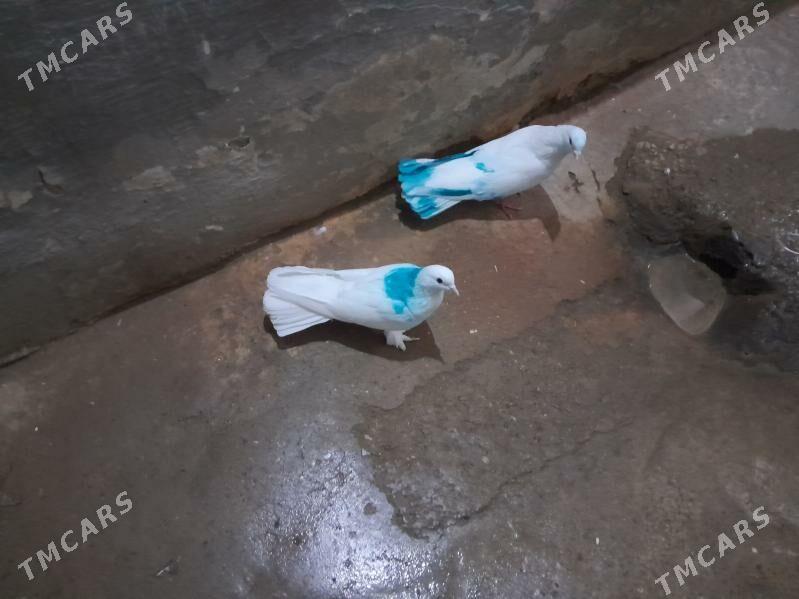 kepderi. - Гызыларбат - img 6