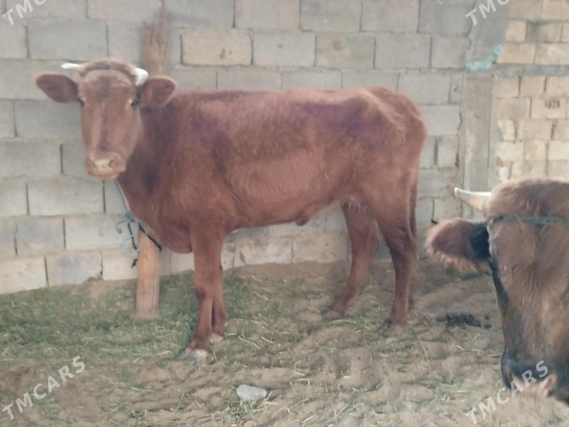 sygyr - Чоганлы - img 2