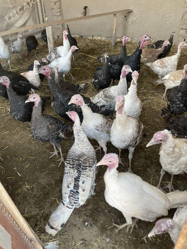 induk - Ёлётен - img 2