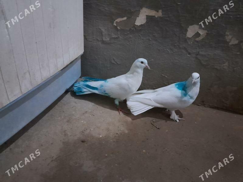 kepderi. - Гызыларбат - img 5