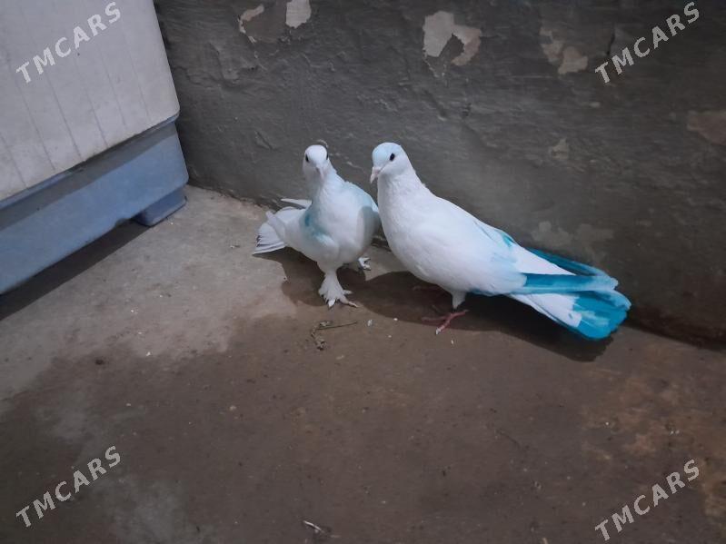 kepderi. - Гызыларбат - img 3