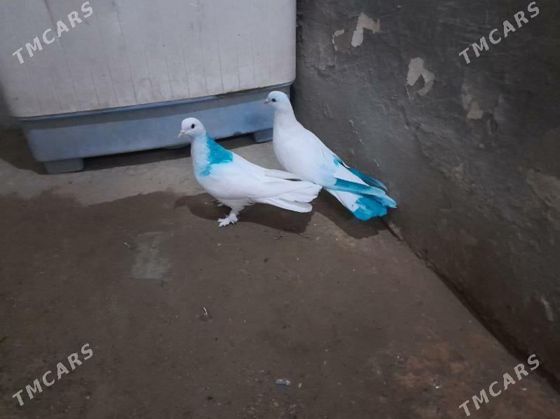 kepderi. - Гызыларбат - img 2