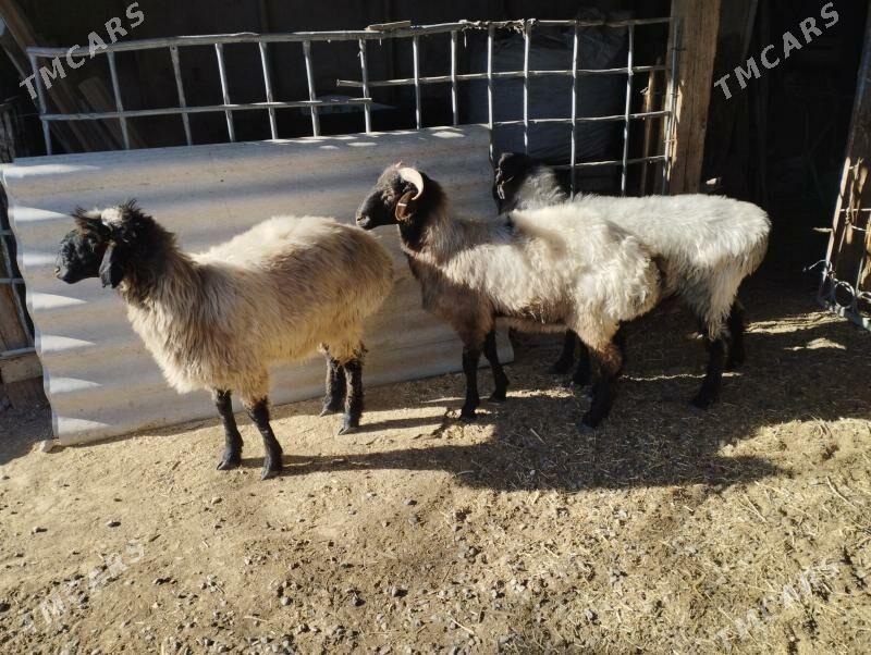 goýun - Анев - img 2