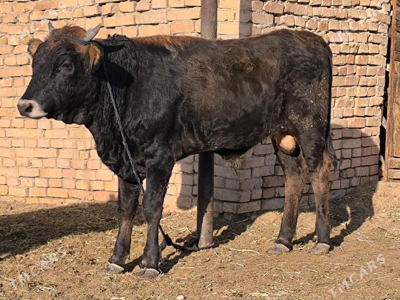 öküz - Aşgabat - img 2