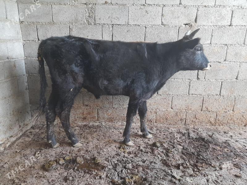 ökiz - Bagyr - img 3