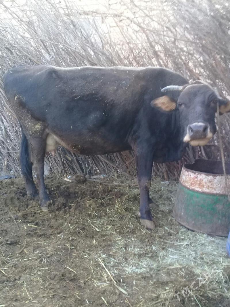 Boğaz sygyr - Gyzylarbat - img 2