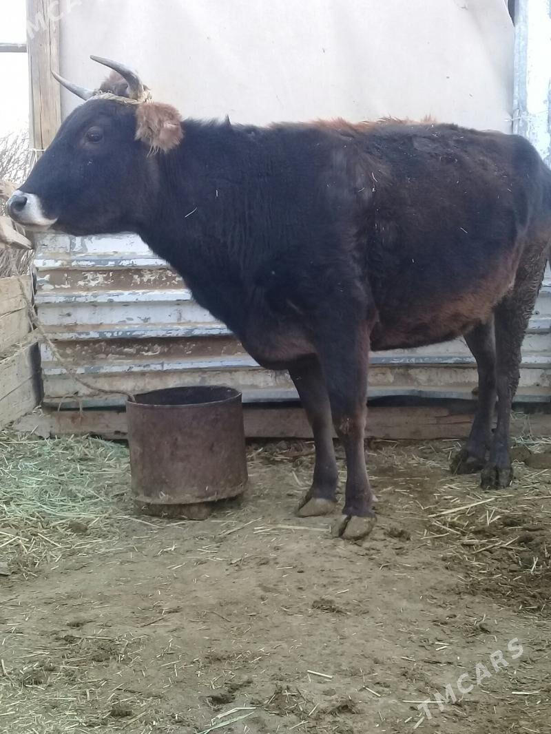 Boğaz sygyr - Gyzylarbat - img 3