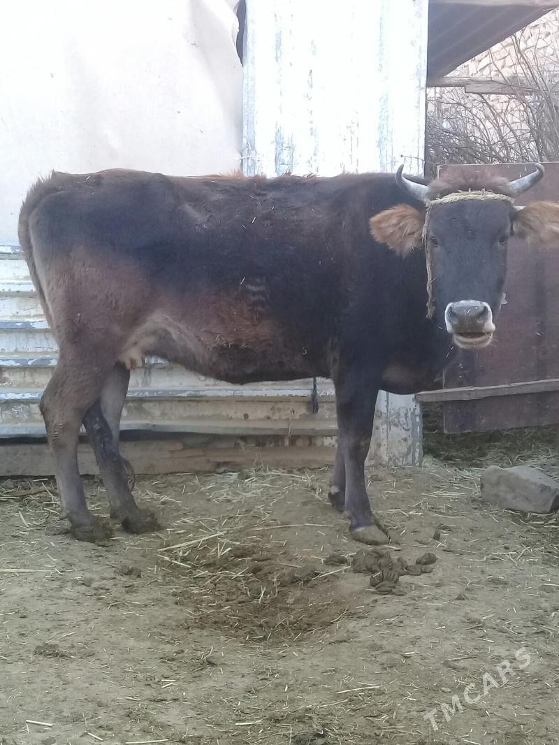 Boğaz sygyr - Gyzylarbat - img 4