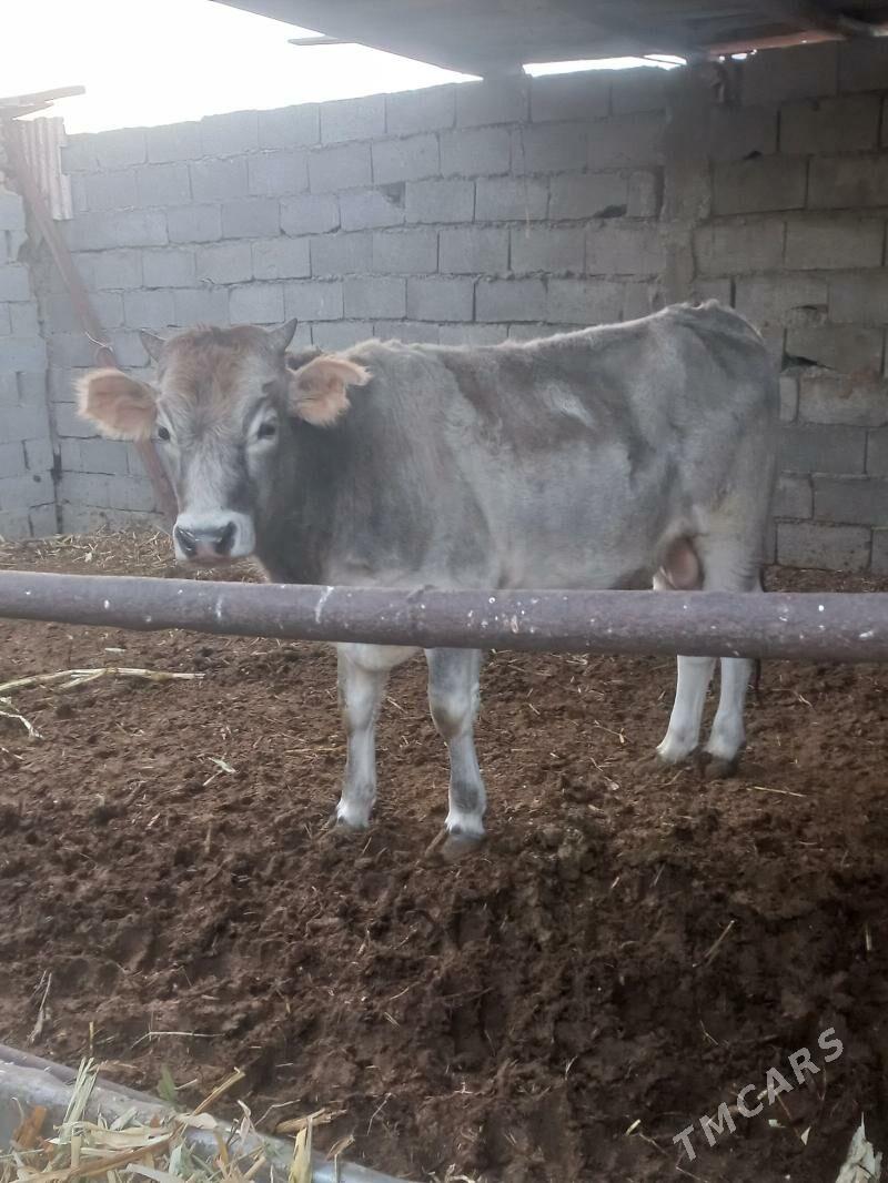 okuz - Bäherden - img 2