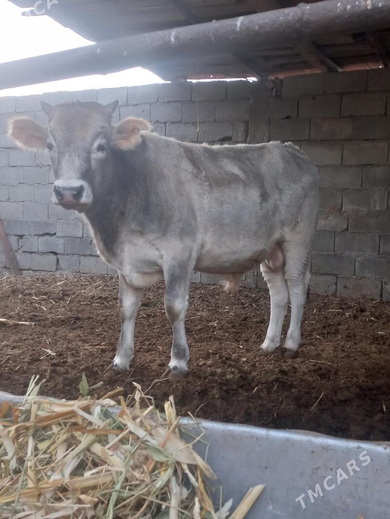 okuz - Bäherden - img 1