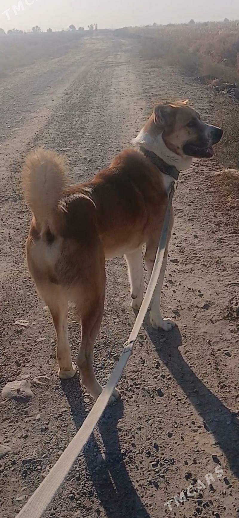 Alabay - Mary - img 2