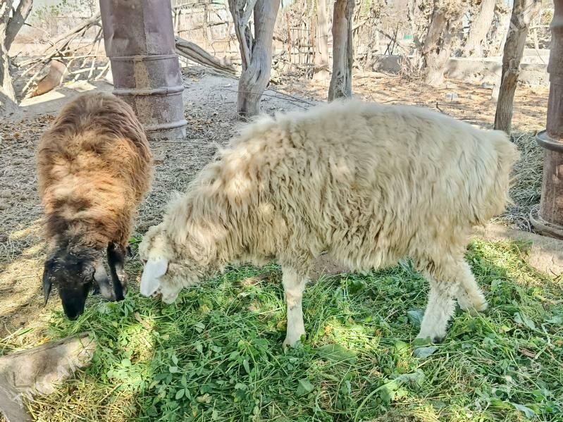 Tokly - Гёкдепе - img 2