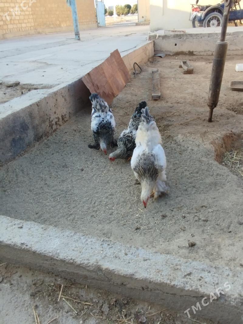 brama - Гызыларбат - img 5