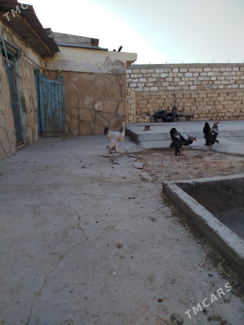 brama - Гызыларбат - img 2