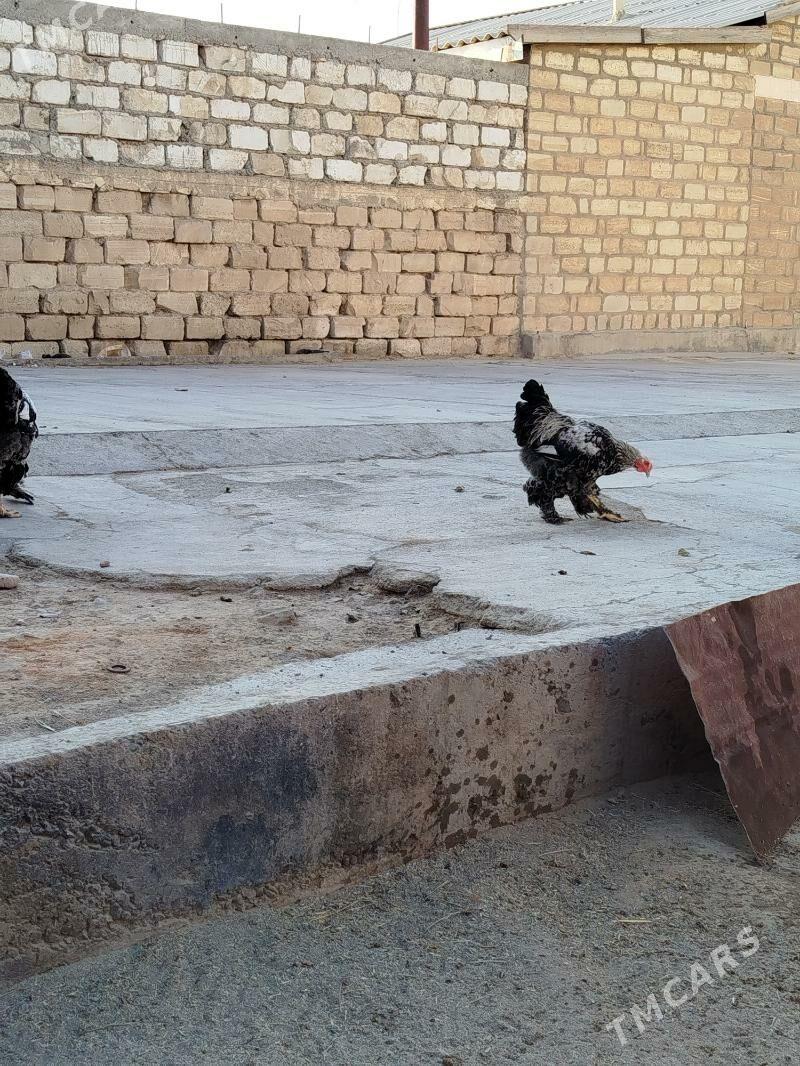 brama - Гызыларбат - img 3