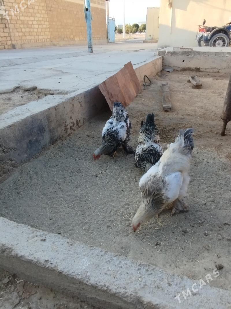 brama - Гызыларбат - img 4