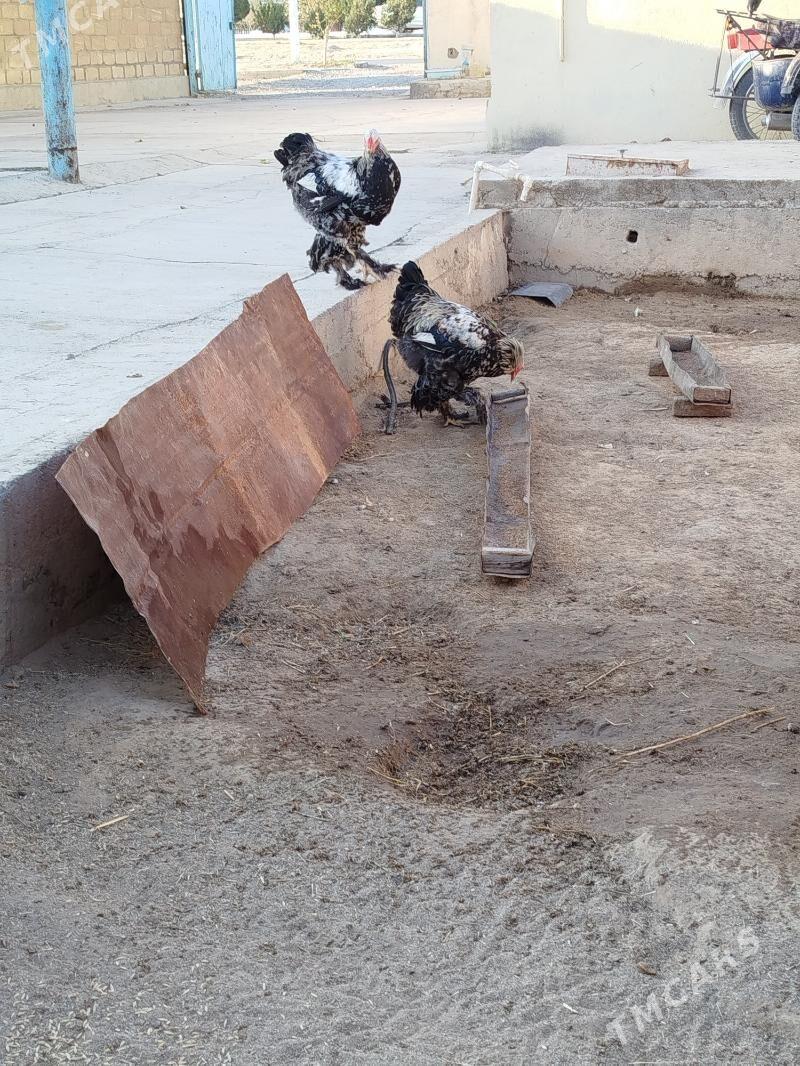 brama - Гызыларбат - img 6