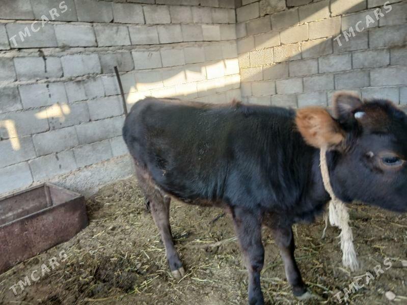 göle tohum - Aşgabat - img 3