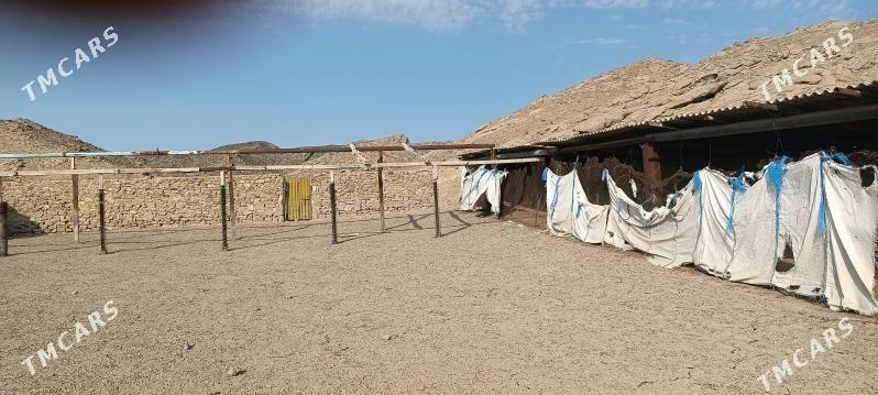 satlyk ýatak - Gyzylarbat - img 2