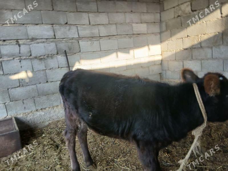 göle tohum - Aşgabat - img 2