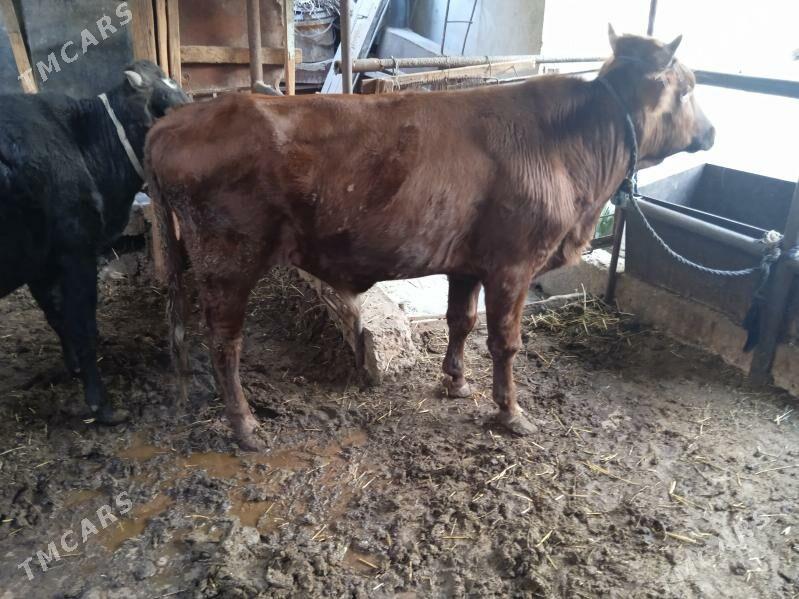 4 sany öküz - Türkmenabat - img 2