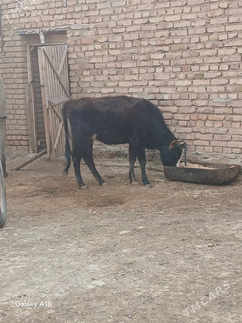 sygyrlar - Берекет - img 4